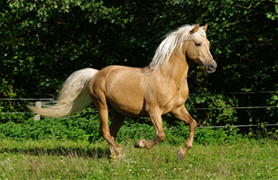 Morgan Horse 128  (21)